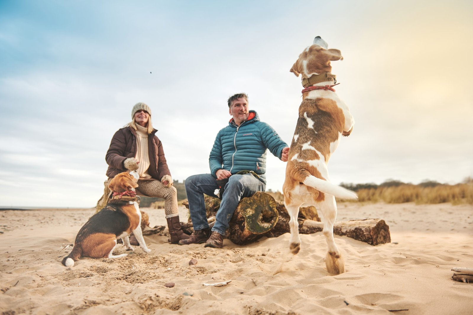 Dog Friendly Beaches