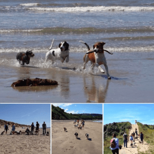 Amazing walks & dog friendly beaches