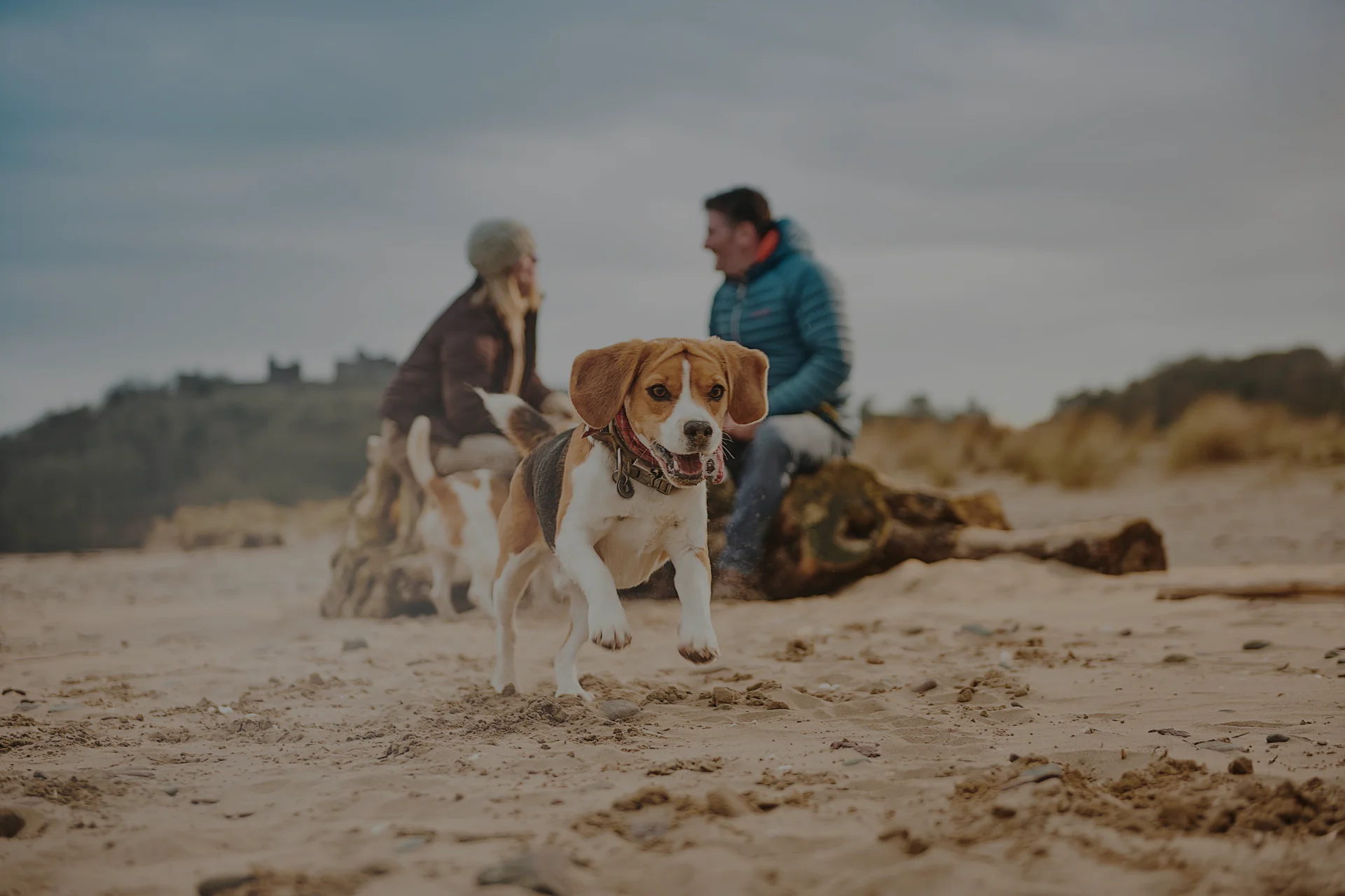 Alfie on Beach 40