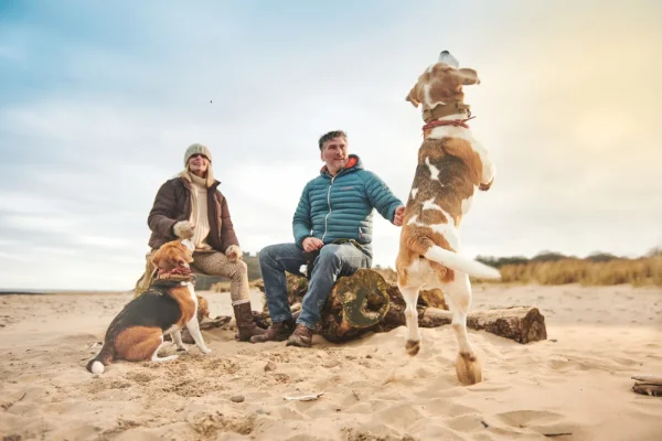 Dogs on Beach