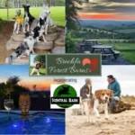 Dog Friendly Cottages Wales 🐾